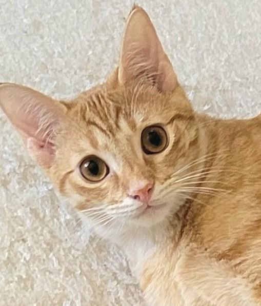 Sherman, a Adoptable Tabby in Austin, TX image 2/6