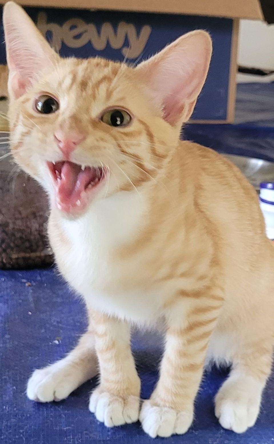 Sherman, a Adoptable Tabby in Austin, TX image 4/6