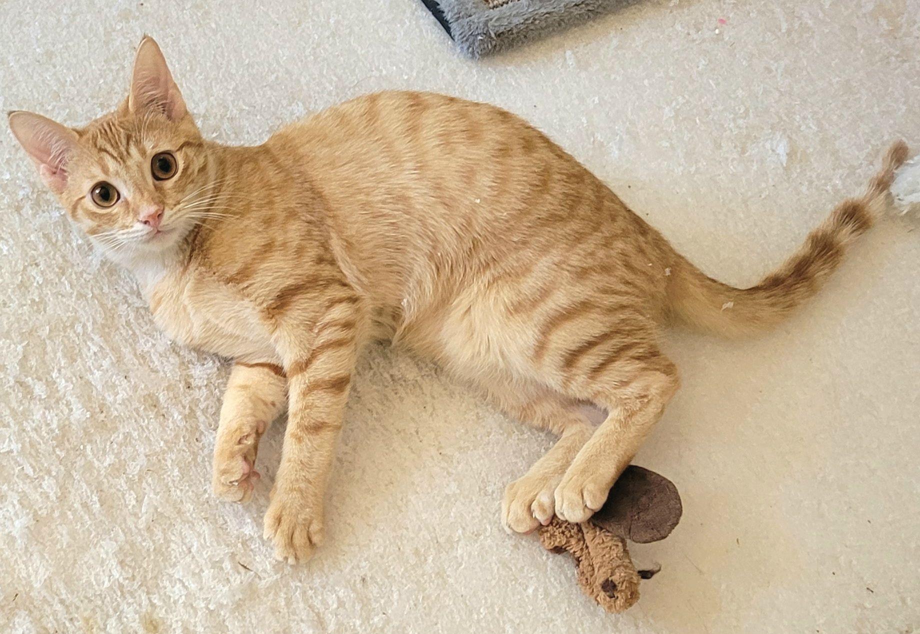 Sherman, a Adoptable Tabby in Austin, TX image 6/6