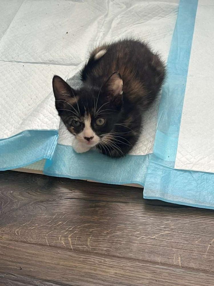 Enlarge Pan, a Adoptable Domestic Short Hair in Lake Wylie, SC image 2/3