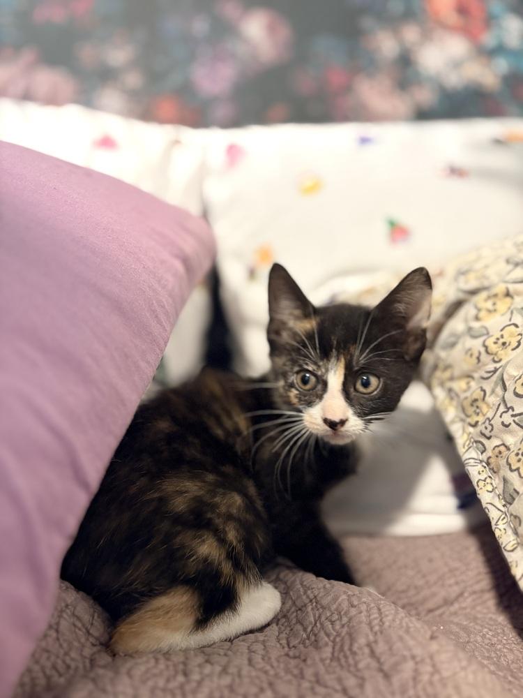 Enlarge Pan, a Adoptable Domestic Short Hair in Lake Wylie, SC image 3/3