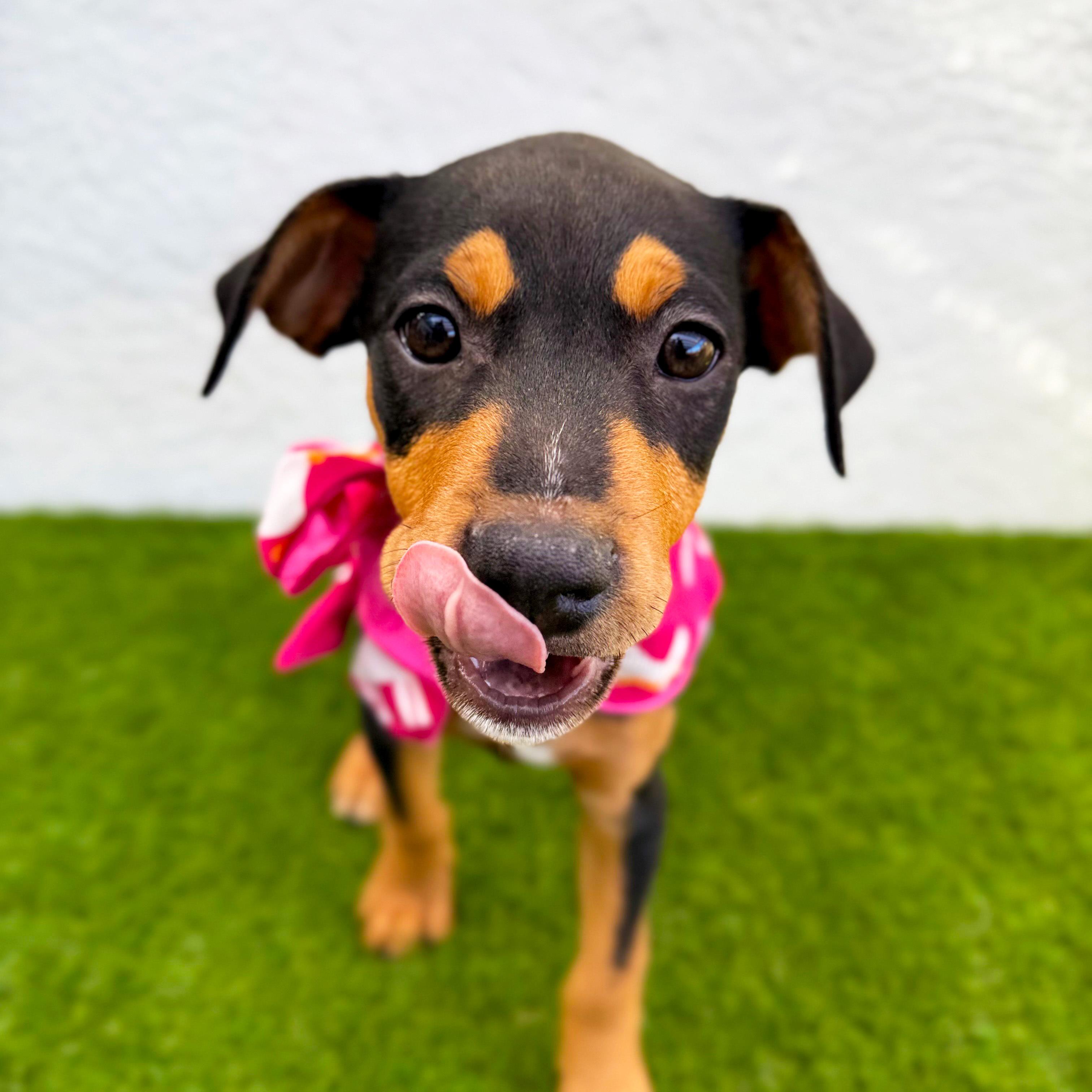 Enlarge LOURA, an adopted mixed breed in San Diego, CA image 4/6