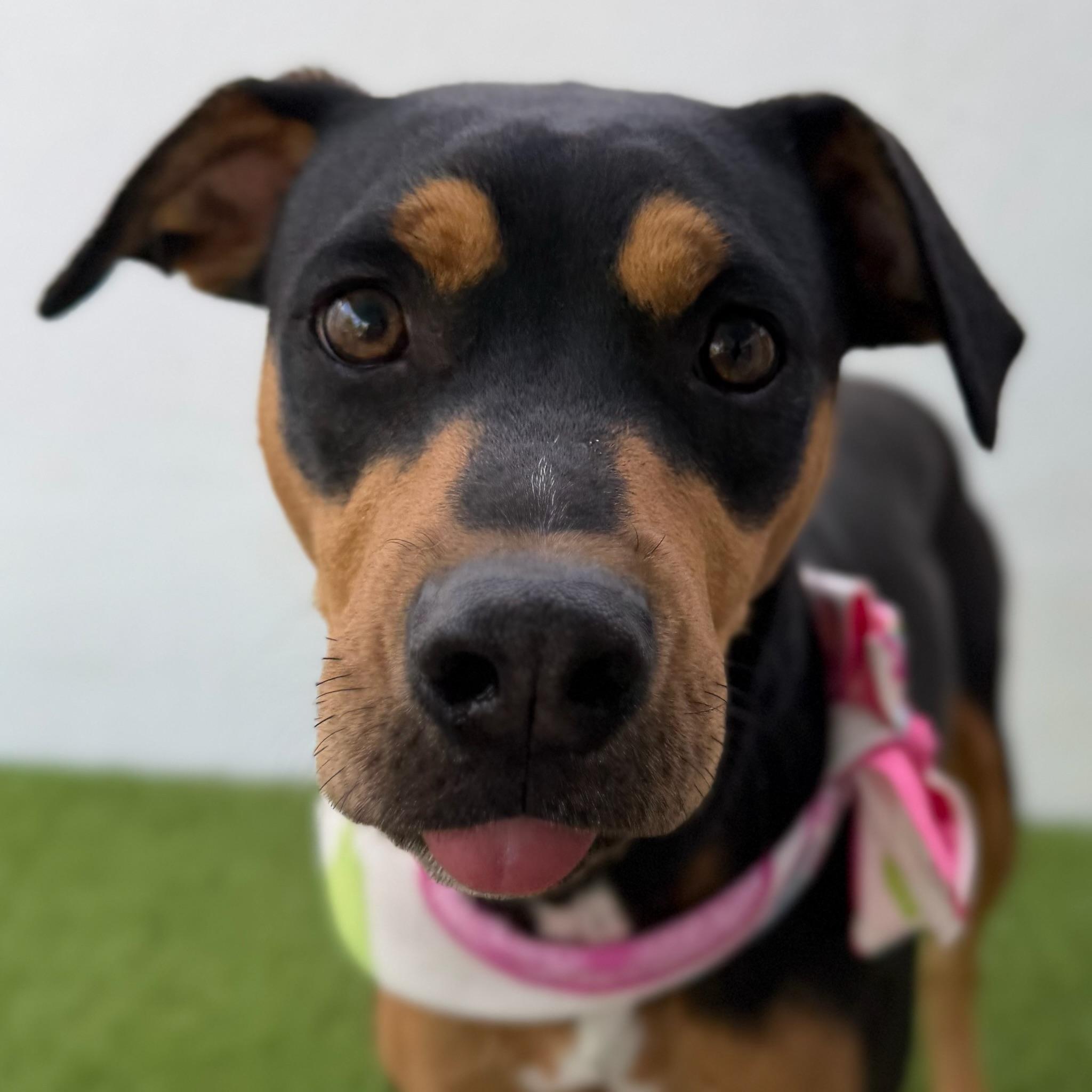 KIWI, adoptable, Puppy Female Labrador Retriever & Pit Bull Terrier.