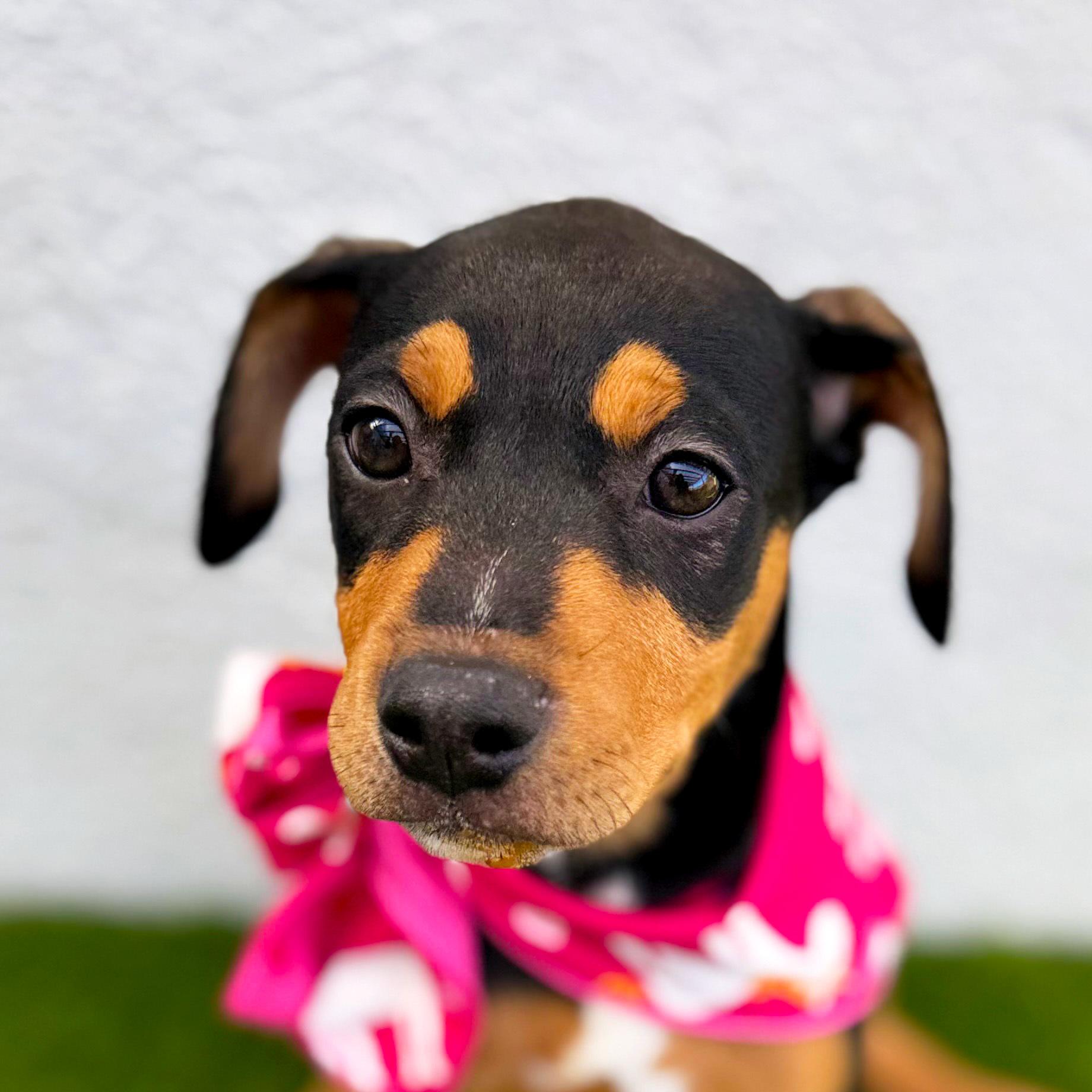 Enlarge LOURA, an adopted mixed breed in San Diego, CA image 5/6