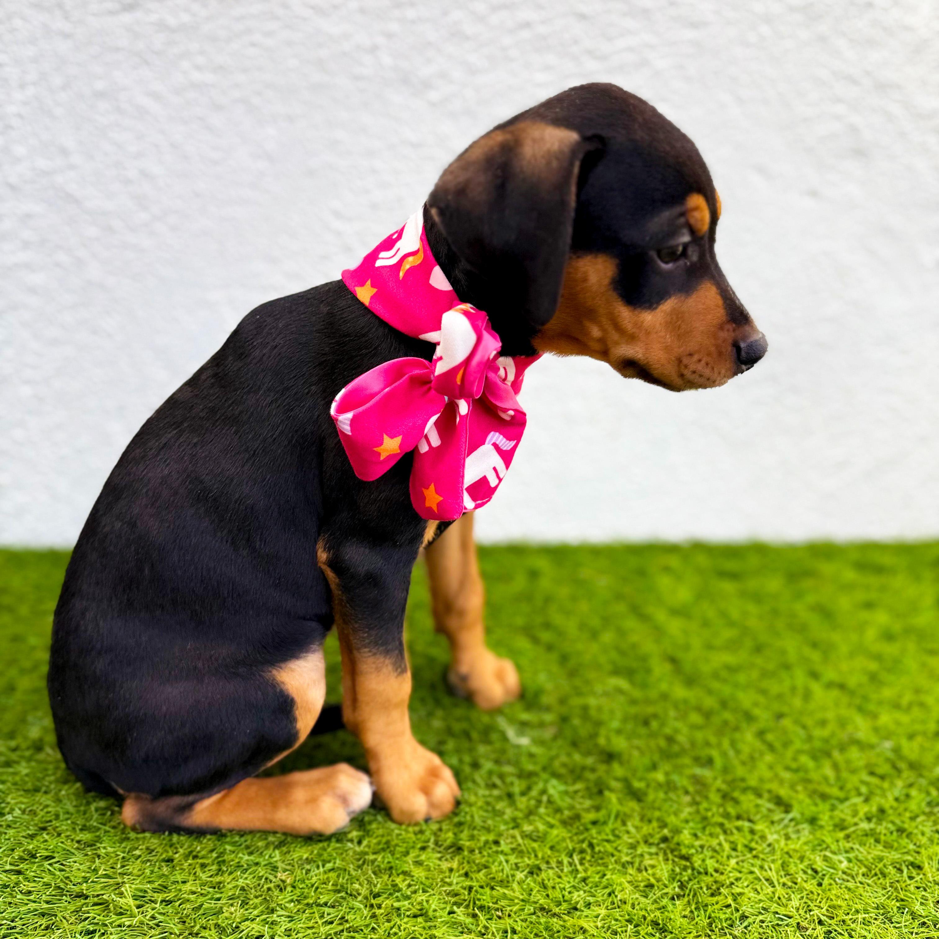 Enlarge LOURA, an adopted mixed breed in San Diego, CA image 6/6