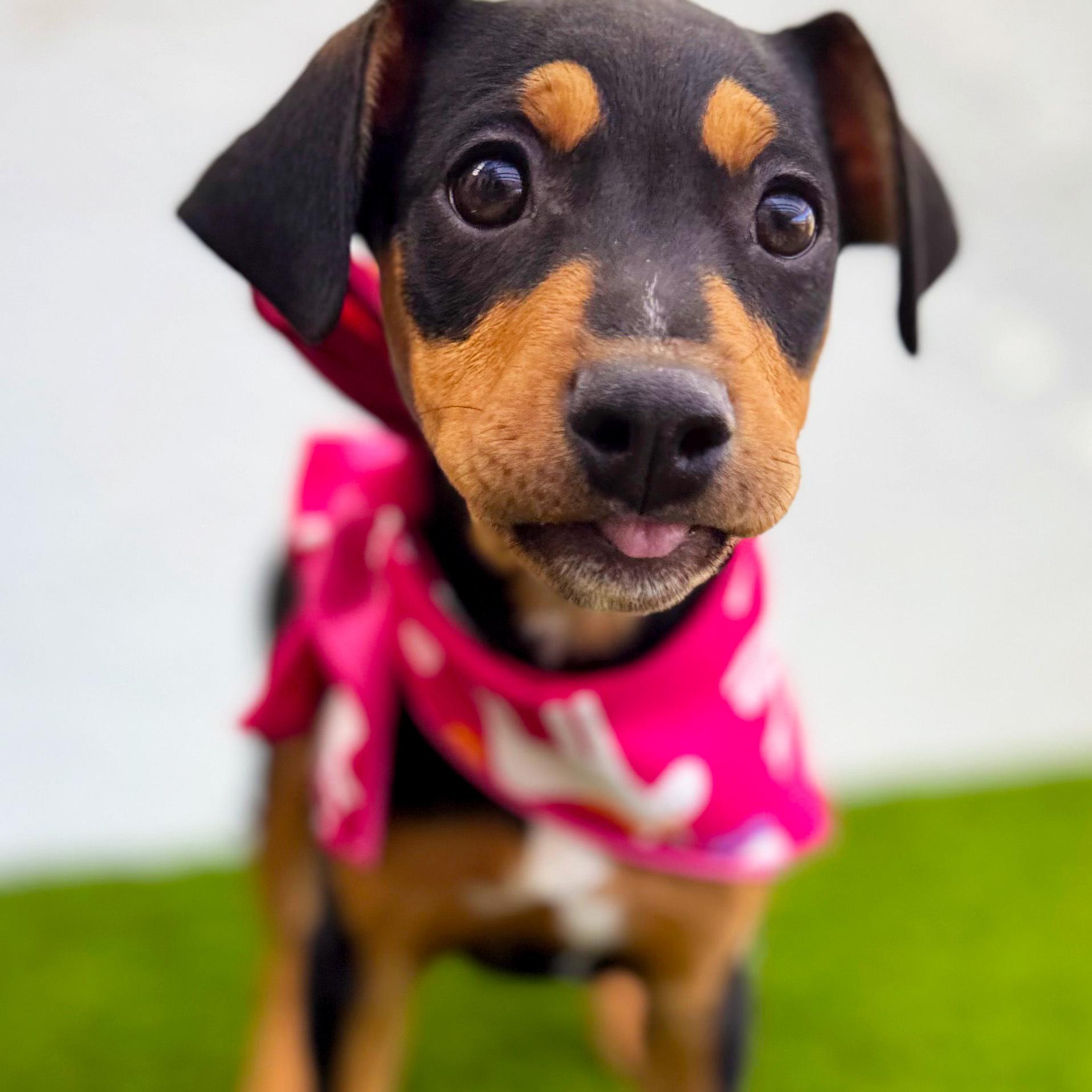 Enlarge LOURA, an adopted mixed breed in San Diego, CA image 1/6