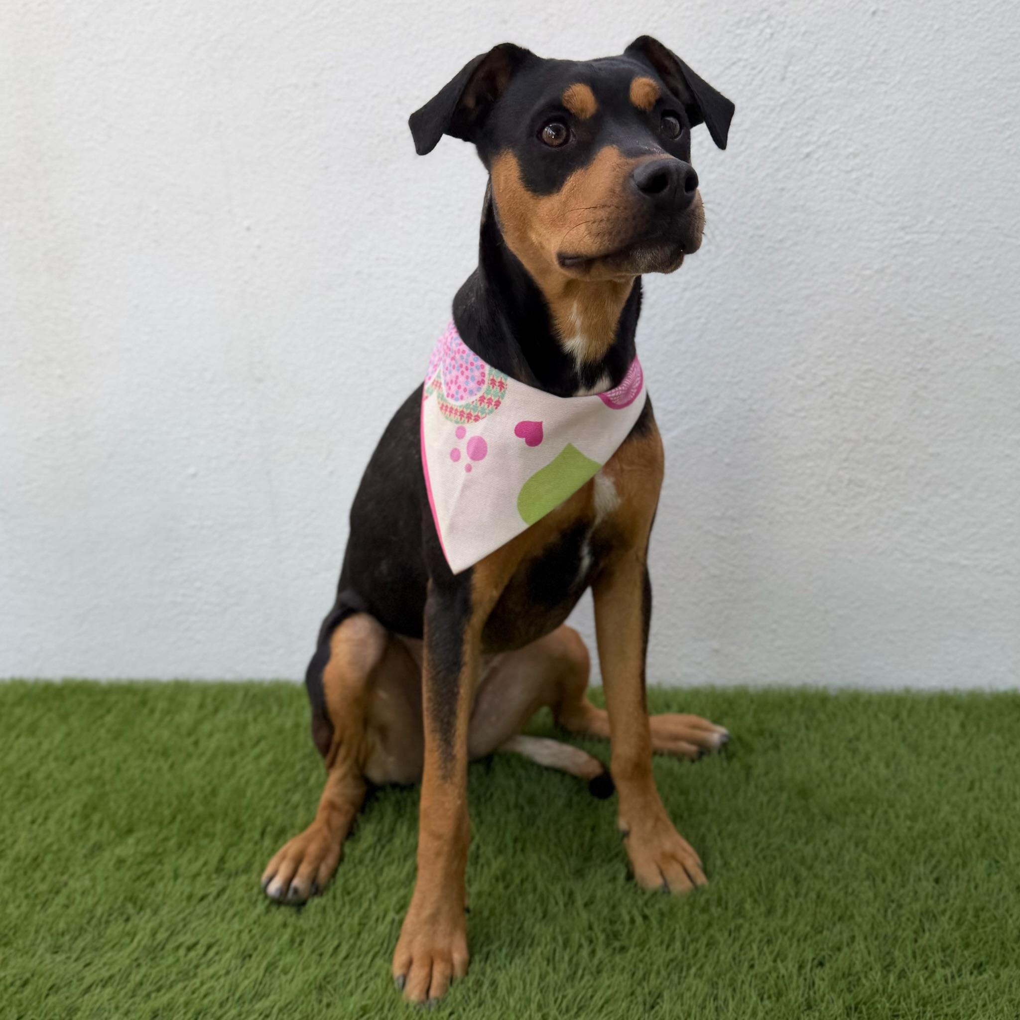 Enlarge KIWI, an adoptable mixed breed in La Jolla, CA image 2/6