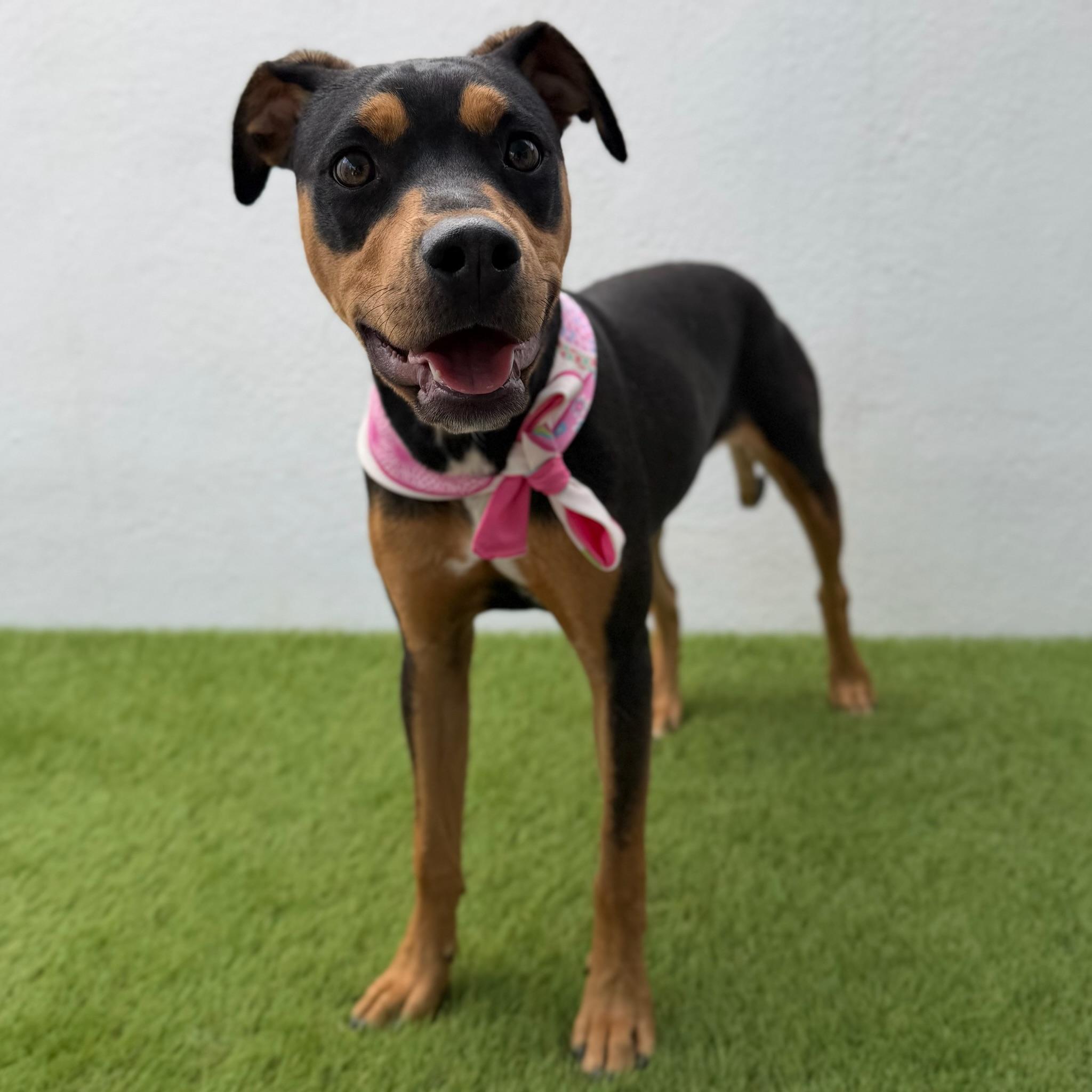 Enlarge KIWI, an adoptable mixed breed in La Jolla, CA image 4/6