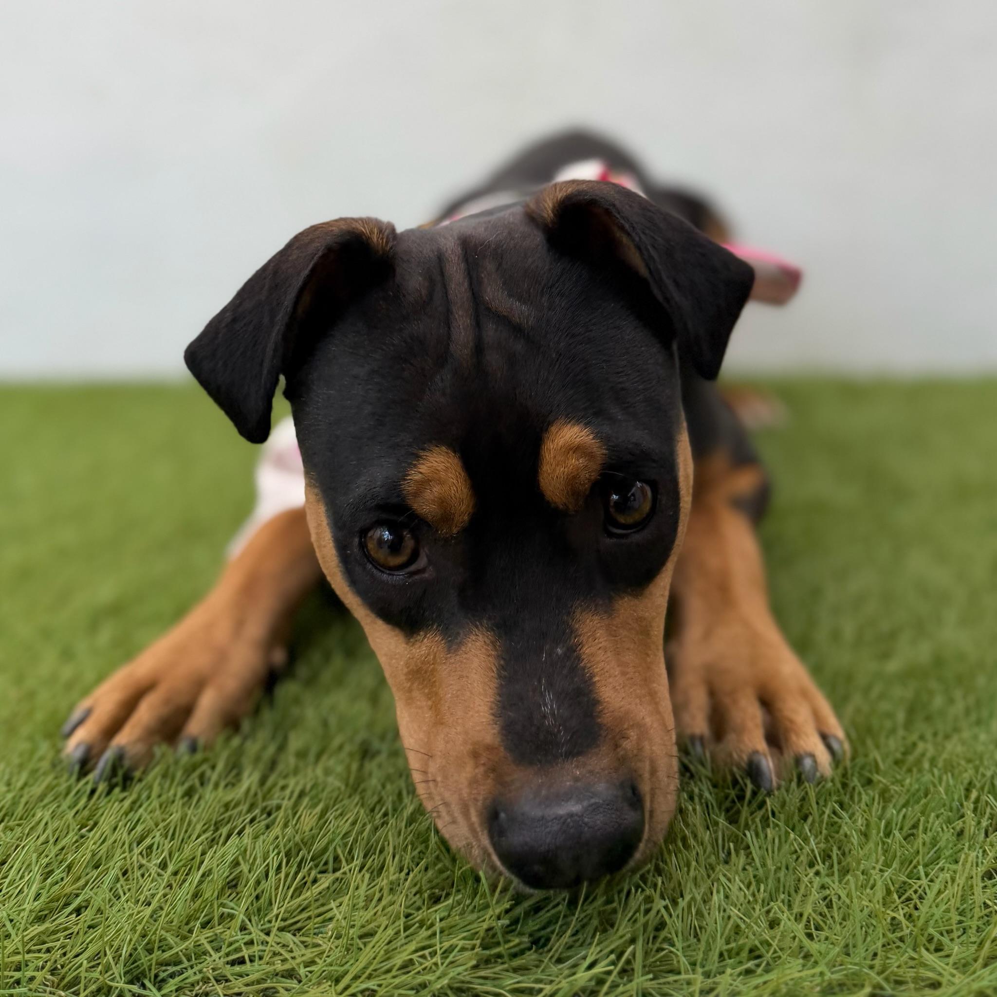 Enlarge KIWI, an adoptable mixed breed in La Jolla, CA image 5/6