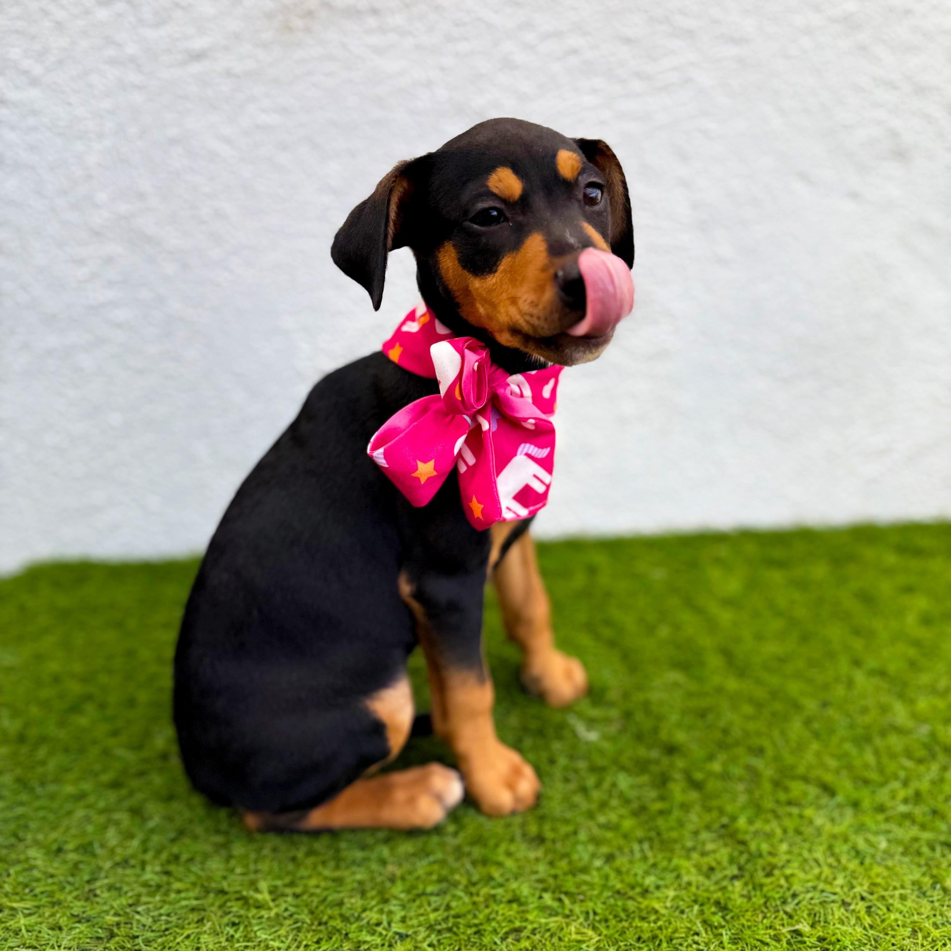 Enlarge LOURA, an adopted mixed breed in San Diego, CA image 2/6