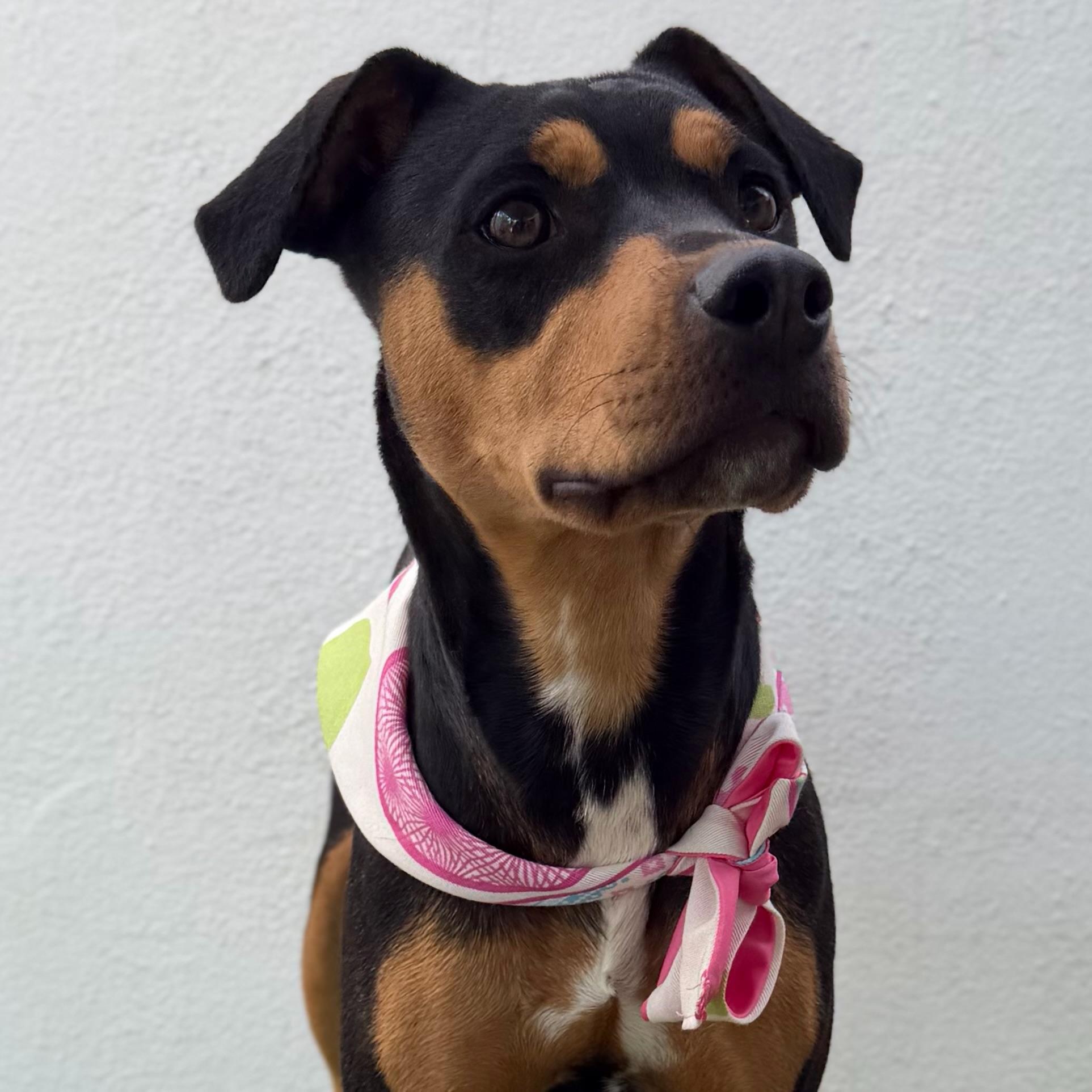 Enlarge KIWI, an adoptable mixed breed in La Jolla, CA image 3/6