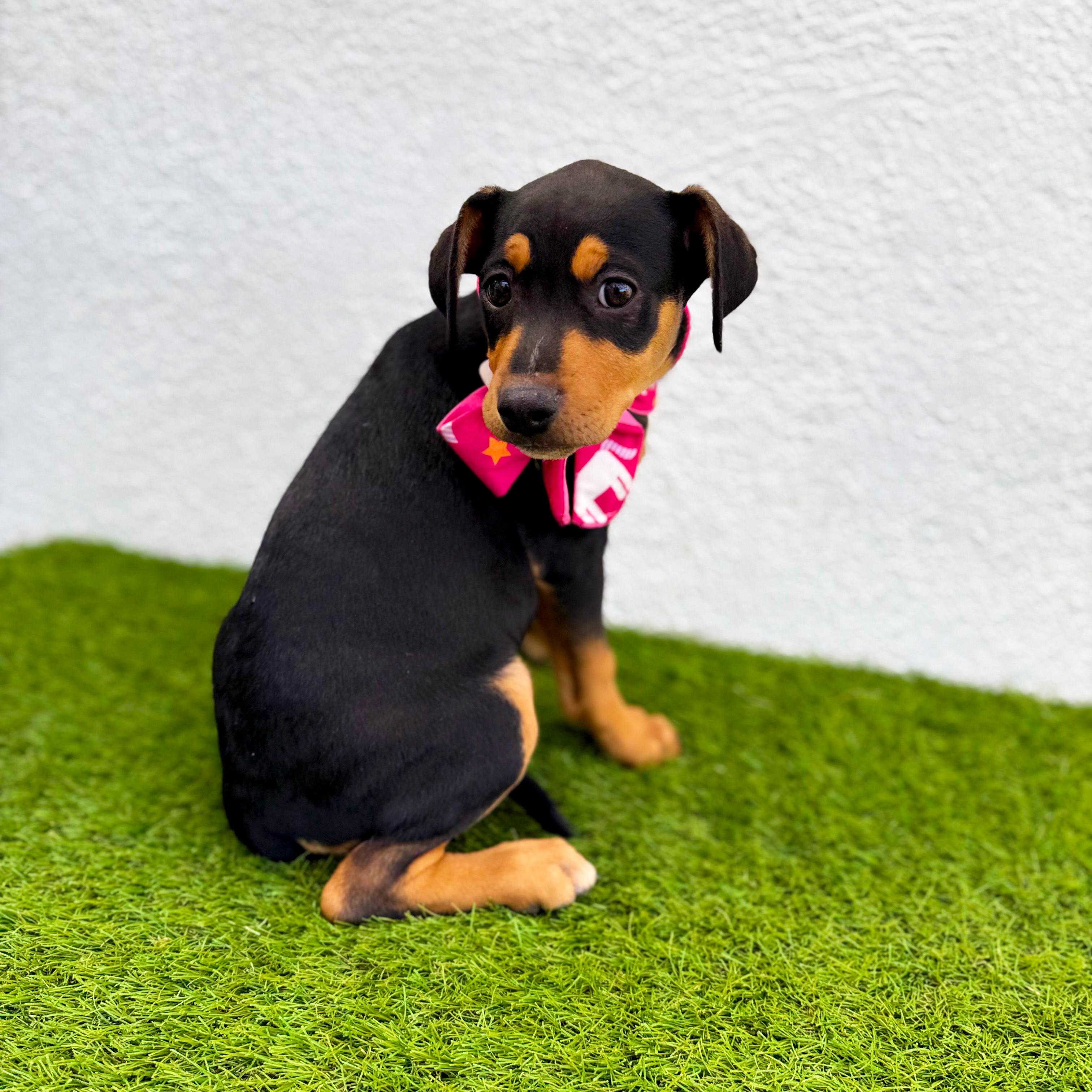 Enlarge LOURA, an adopted mixed breed in San Diego, CA image 3/6