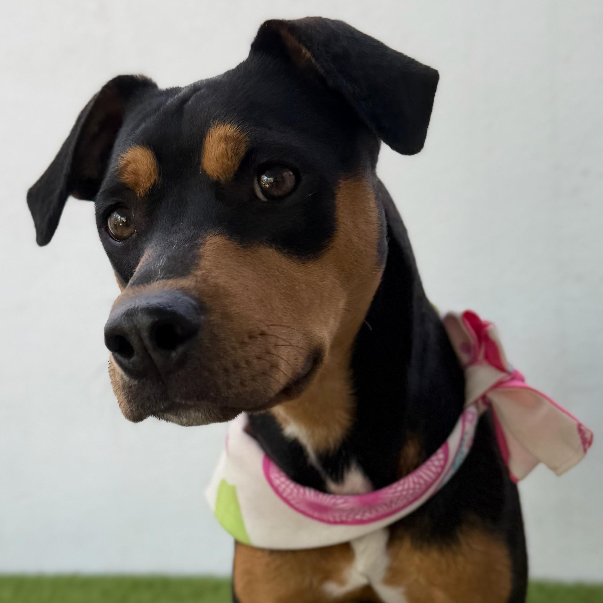 Enlarge KIWI, an adoptable mixed breed in La Jolla, CA image 6/6