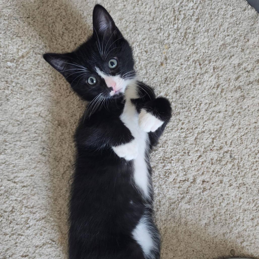 Pomney $150, Adoptable, Kitten Male Domestic Short Hair.