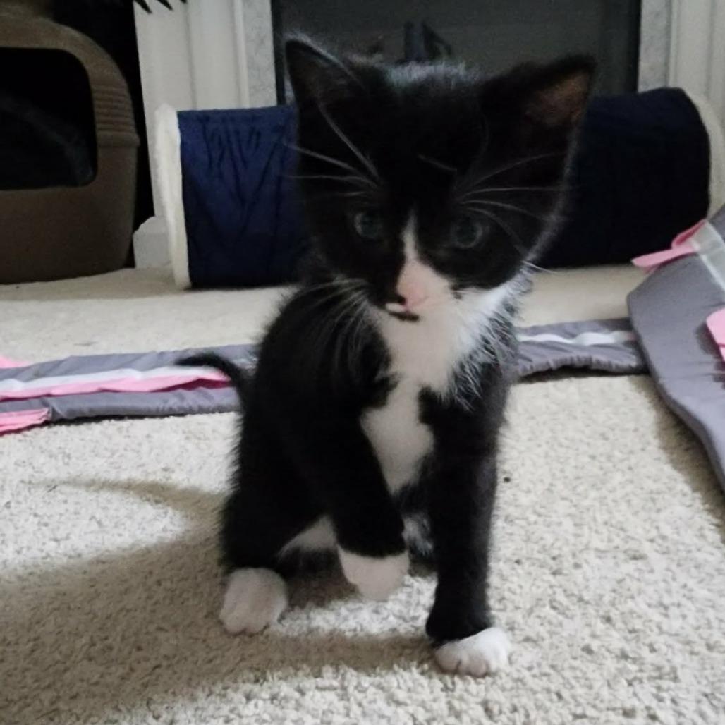 Enlarge Pomney $150, a Adoptable Domestic Short Hair in Milwaukee, WI image 2/3