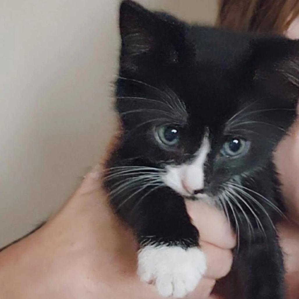 Enlarge Pomney $150, a Adoptable Domestic Short Hair in Milwaukee, WI image 3/3