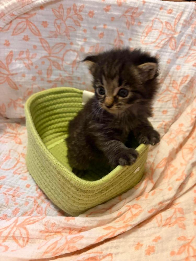Conor, Adopted, Kitten Male Domestic Short Hair.