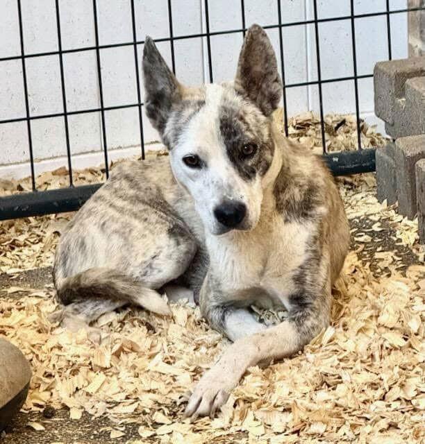 Pepper, a Adopted mixed breed in Williamsburg, NM image 1/2