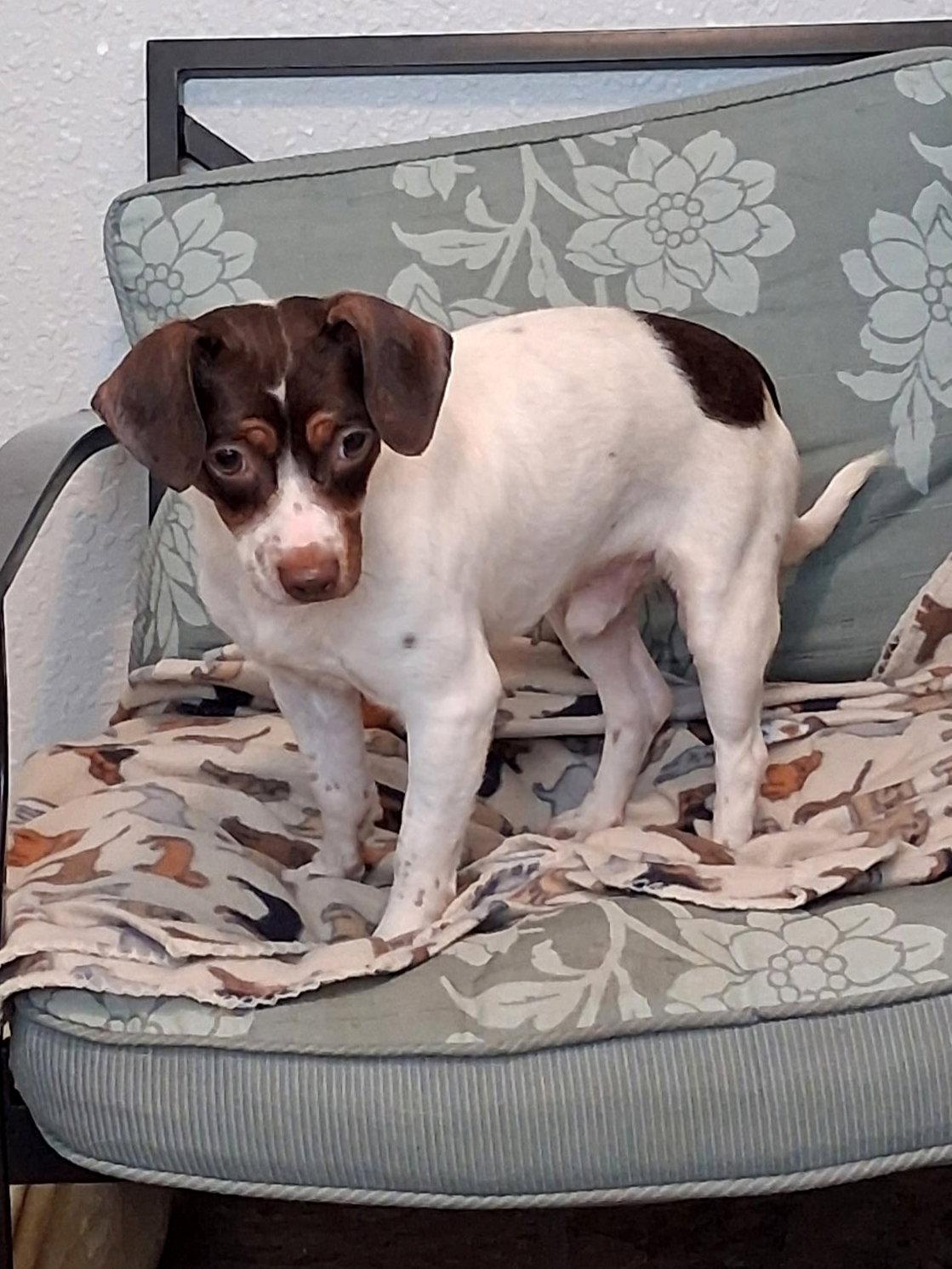 Enlarge Hondo, a Adoptable mixed breed in Eastman, GA image 1/3