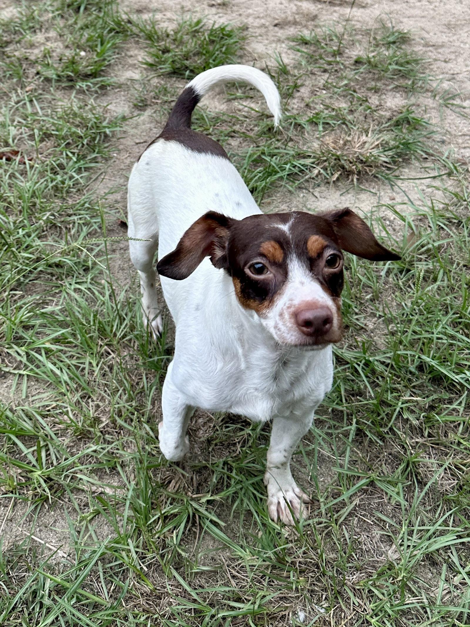 Enlarge Hondo, a Adoptable mixed breed in Eastman, GA image 2/3