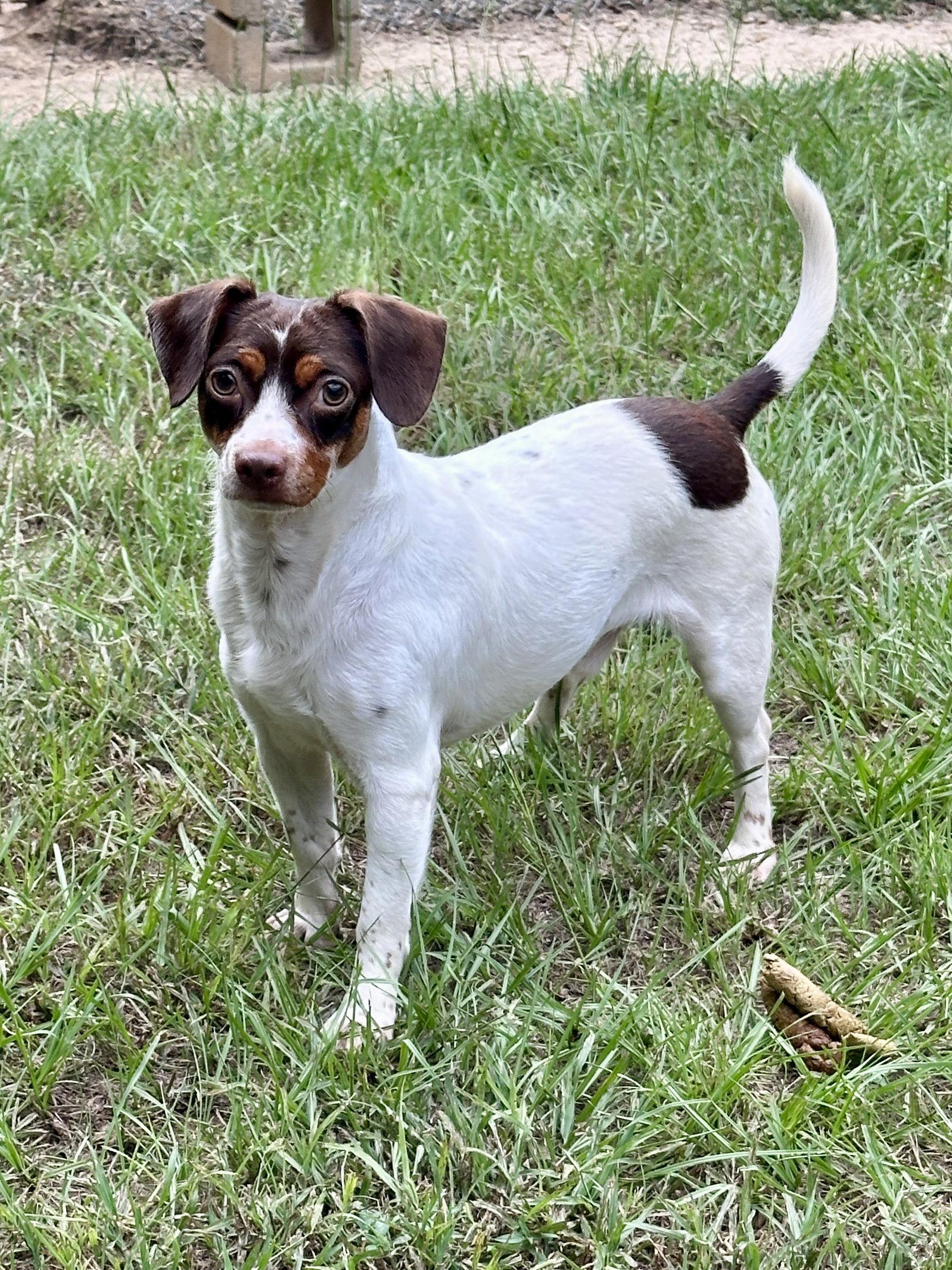 Enlarge Hondo, a Adoptable mixed breed in Eastman, GA image 3/3