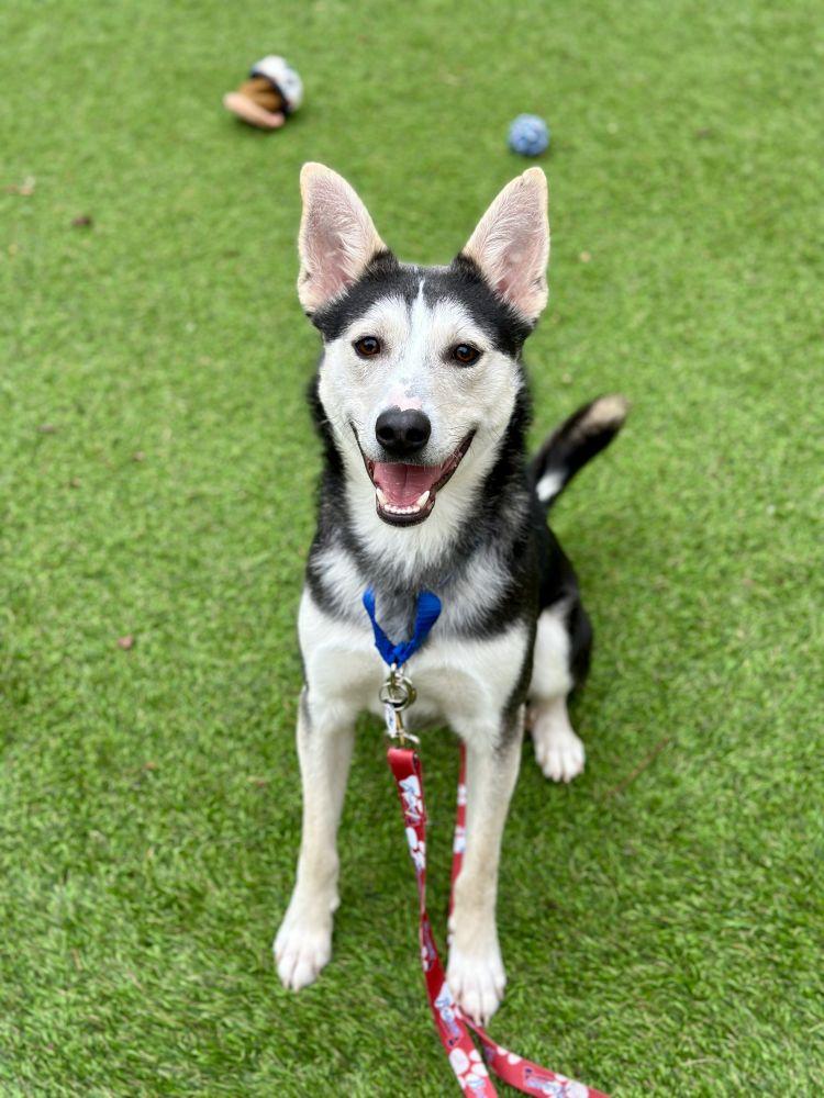 Enlarge Arturo, a Adoptable Mixed Breed in Alexandria, VA image 1/1