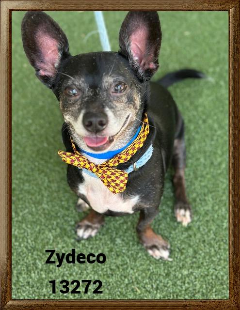 ZYDECO