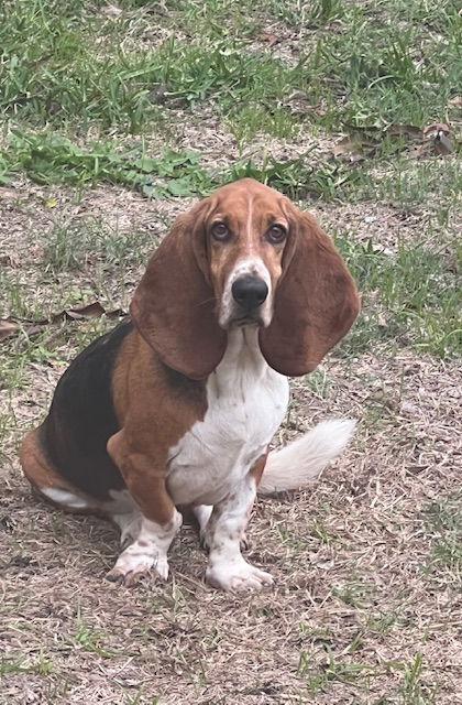 Enlarge Petey, a Adopted Basset Hound in Grapevine, TX image 2/3