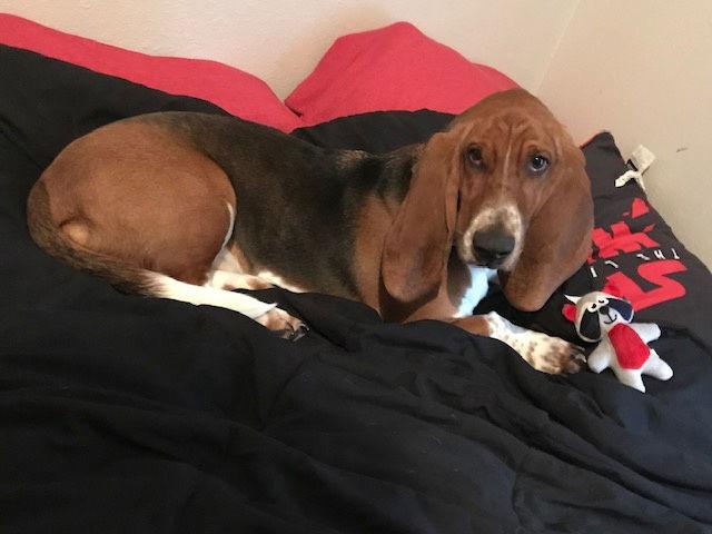 Enlarge Petey, a Adopted Basset Hound in Grapevine, TX image 3/3