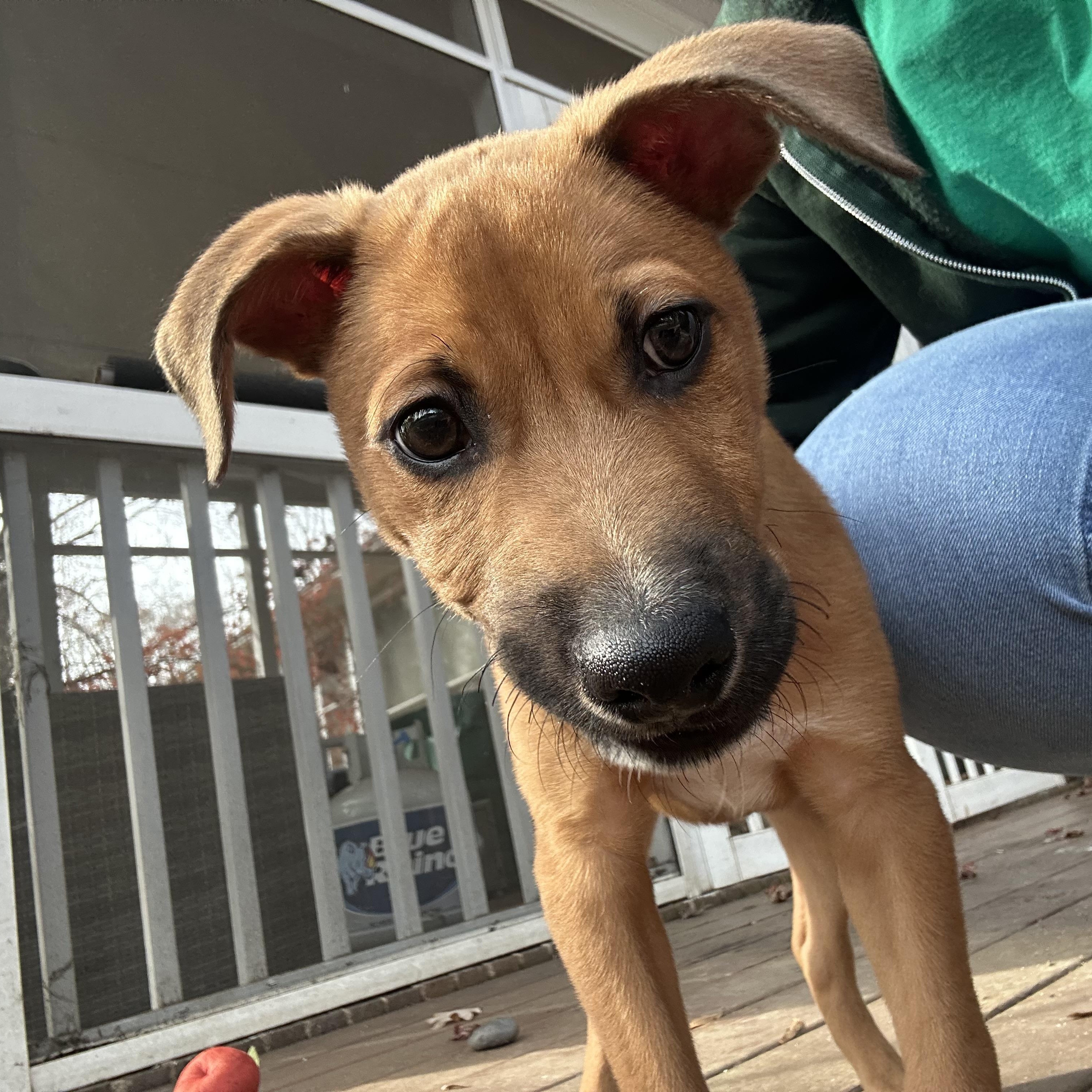 Enlarge Ziggy, a Adoptable mixed breed in Charlotte, NC image 2/5