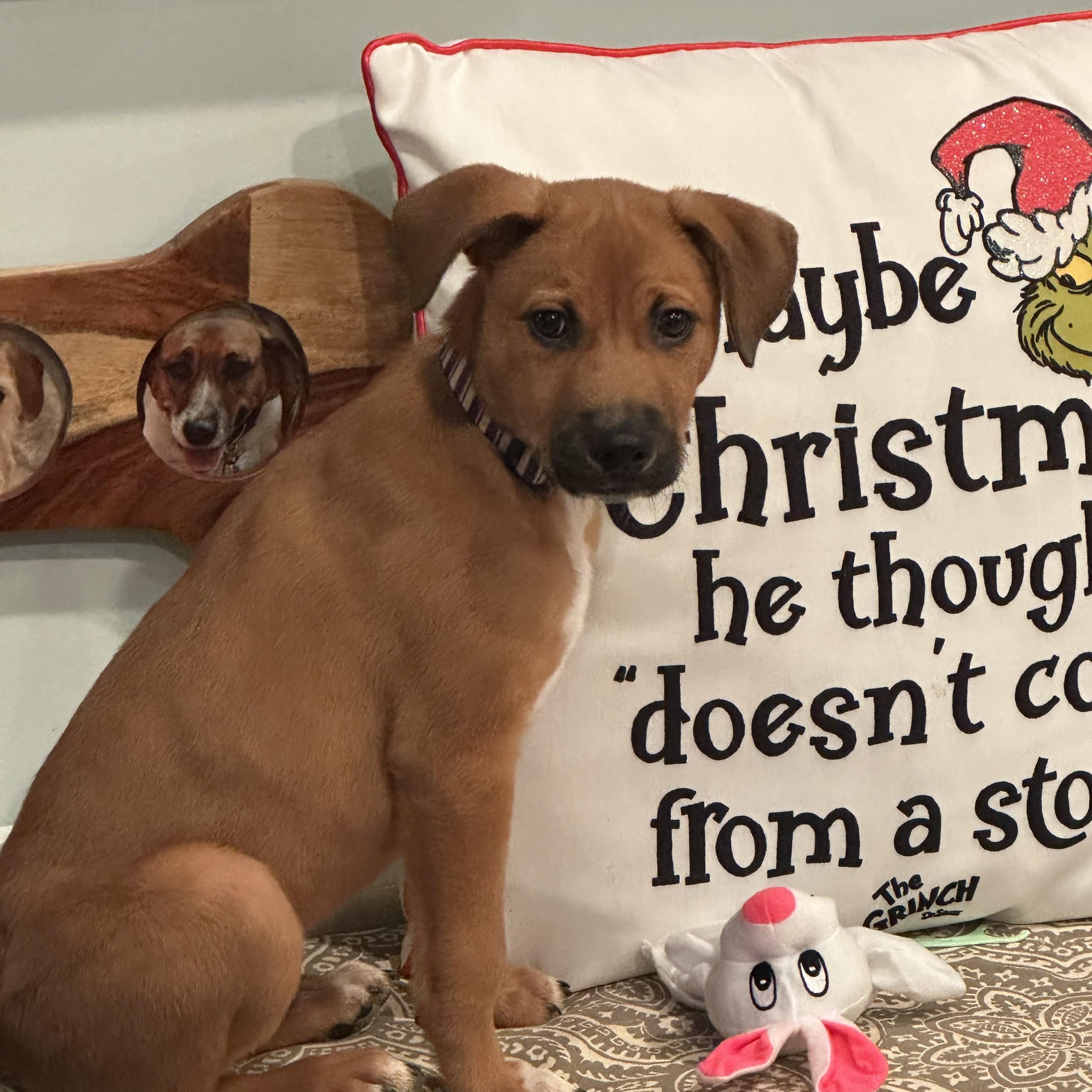 Ziggy, Adoptable, Puppy Male Mixed Breed & Pit Bull Terrier.