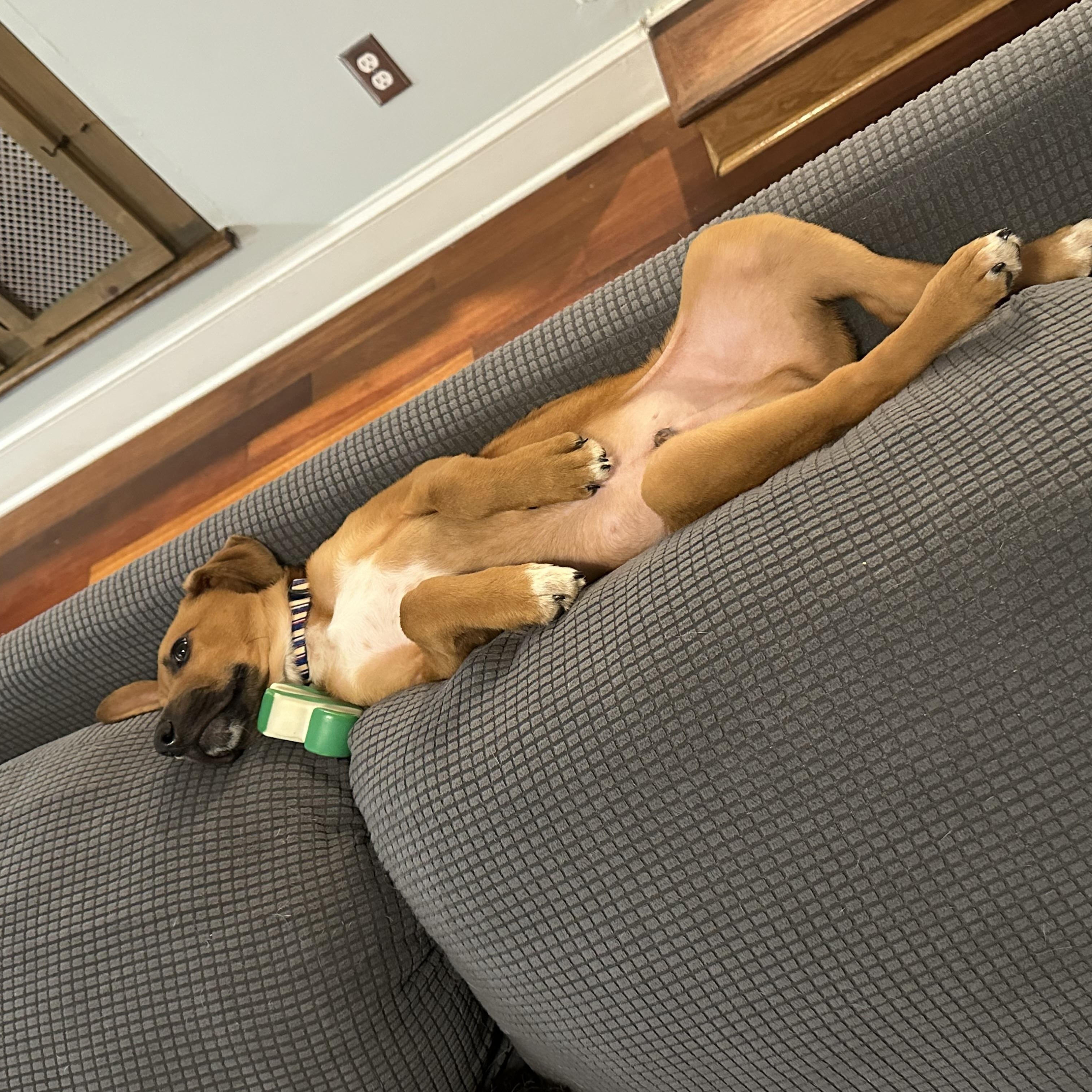 Enlarge Ziggy, a Adoptable mixed breed in Charlotte, NC image 3/5