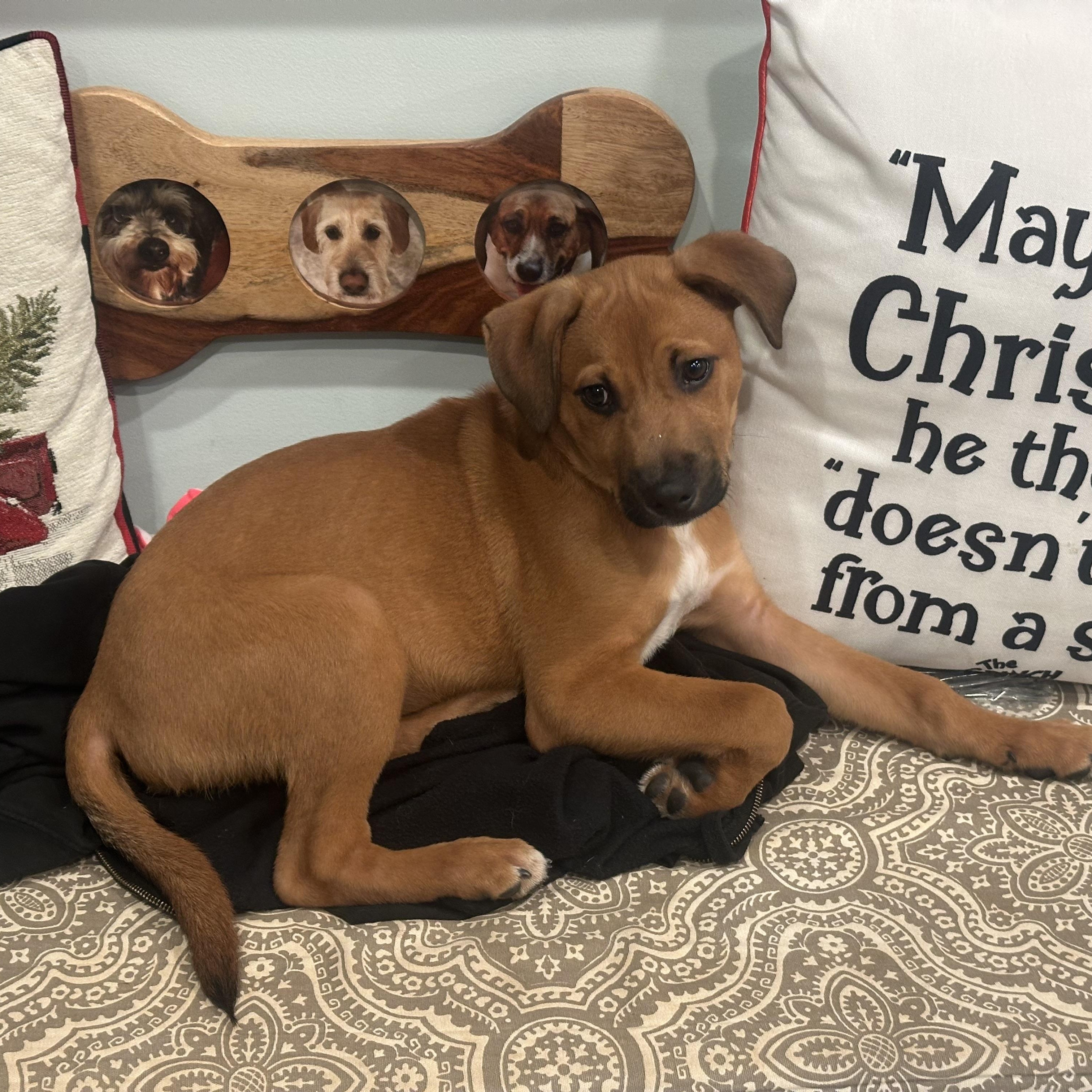 Enlarge Ziggy, a Adoptable mixed breed in Charlotte, NC image 4/5