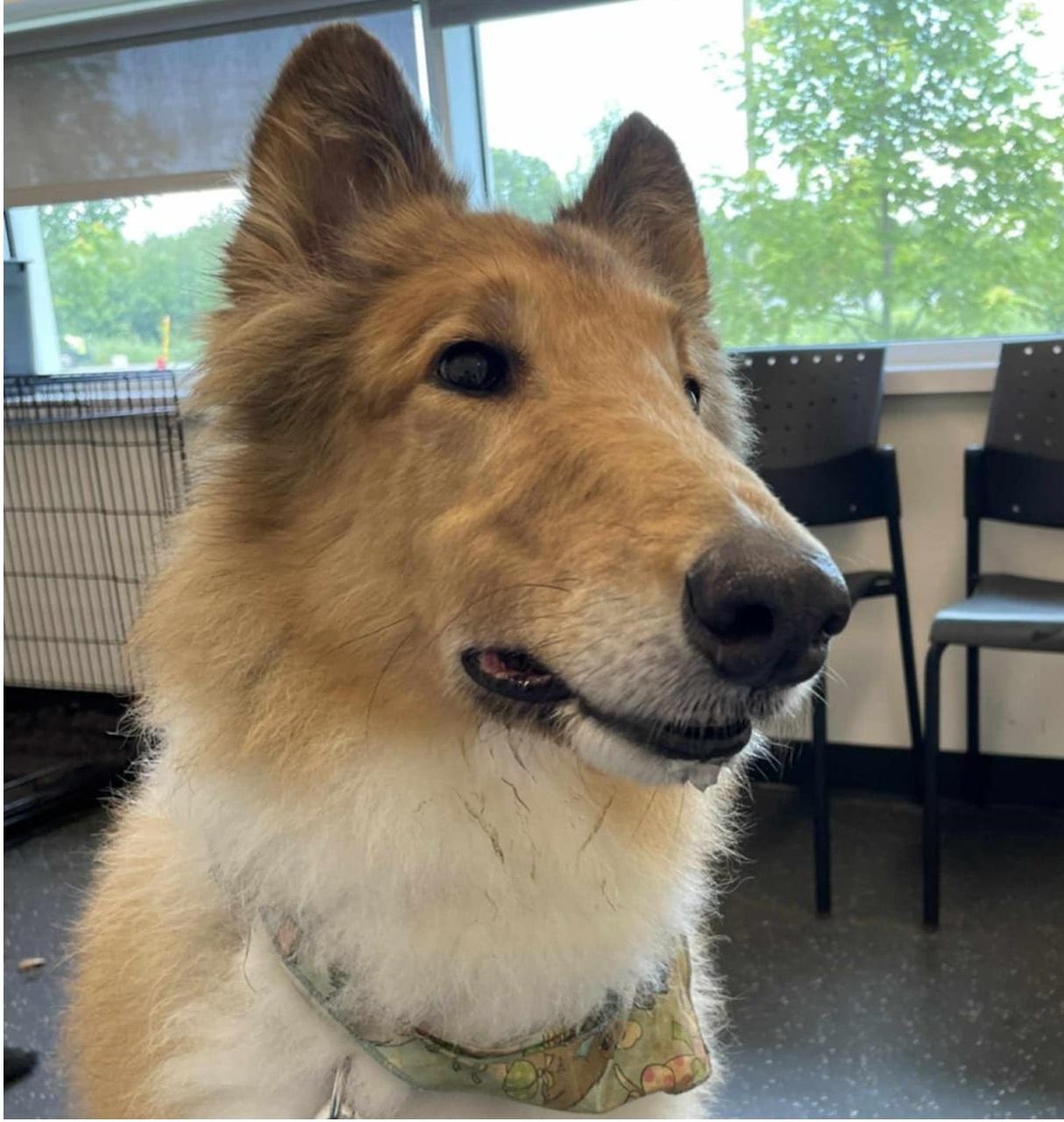 LANCELOT - ADOPTED!!!, Adopted, Adult Male Collie.