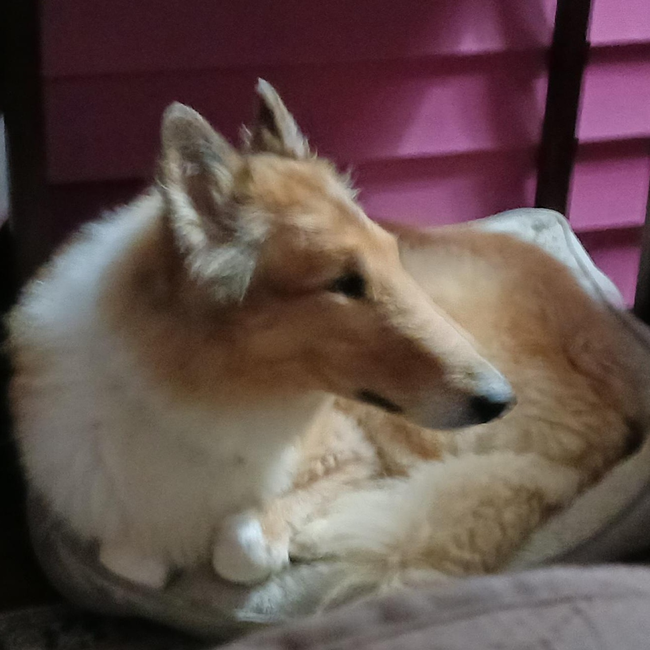 Enlarge LANCELOT - ADOPTED!!!, a Adopted Collie in York, ON image 2/2