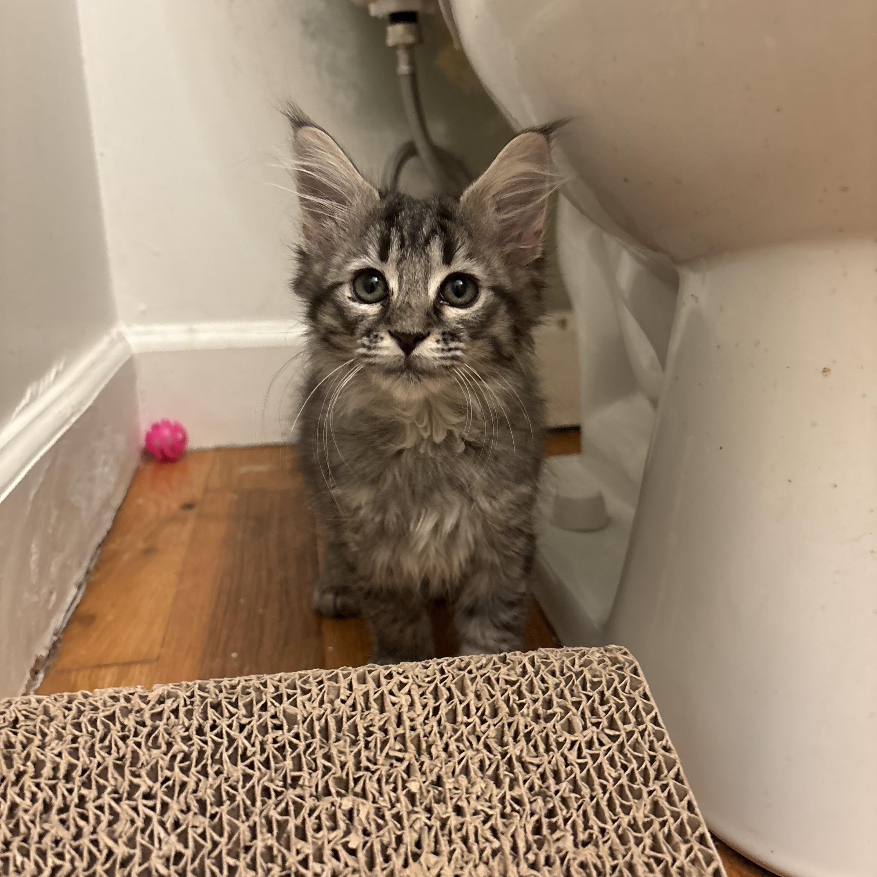 Enlarge Downy Mildew - Athens, GA, an adopted mixed breed in Athens, GA image 2/3