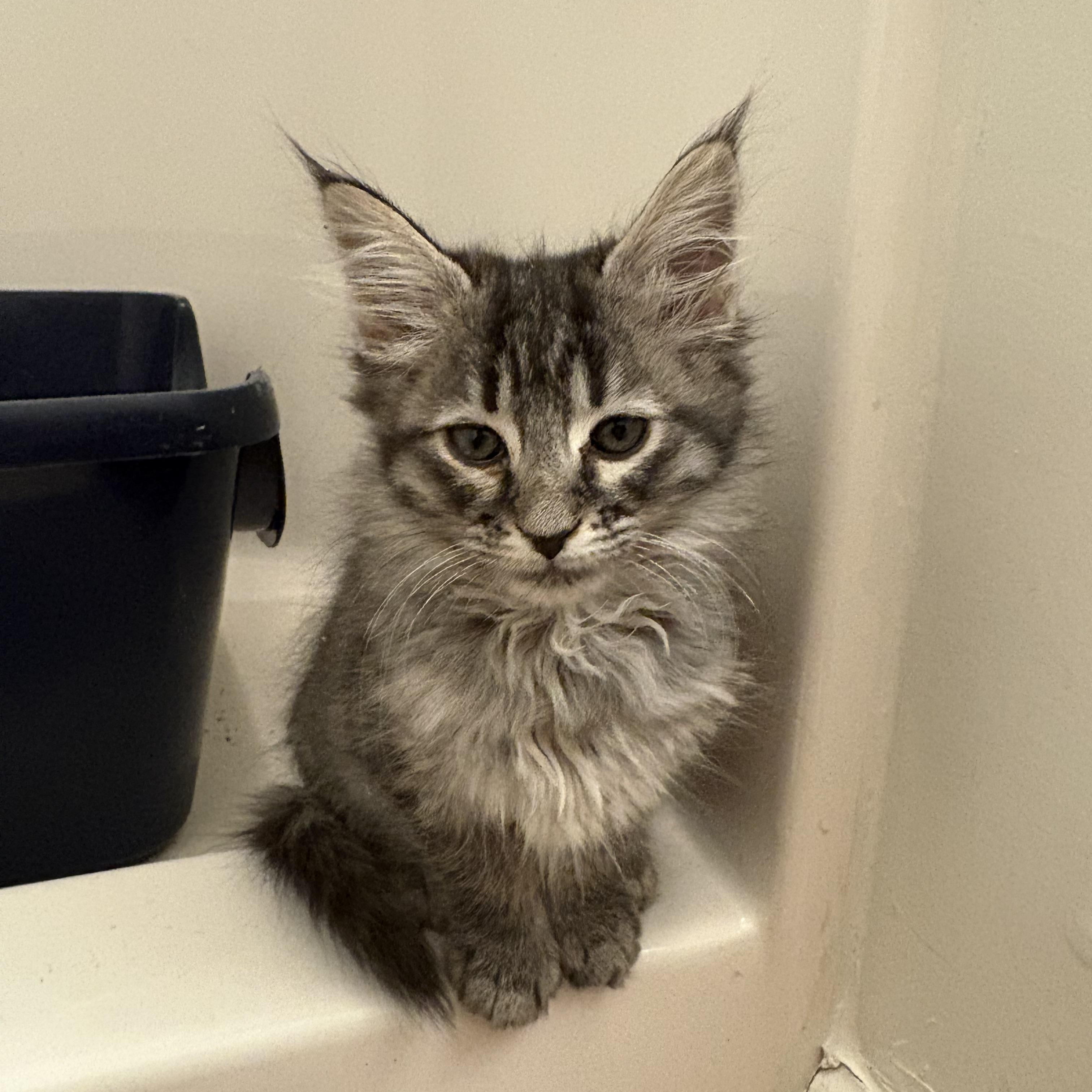 Downy Mildew - Athens, GA, adopted, Kitten Female Domestic Medium Hair & Tabby.