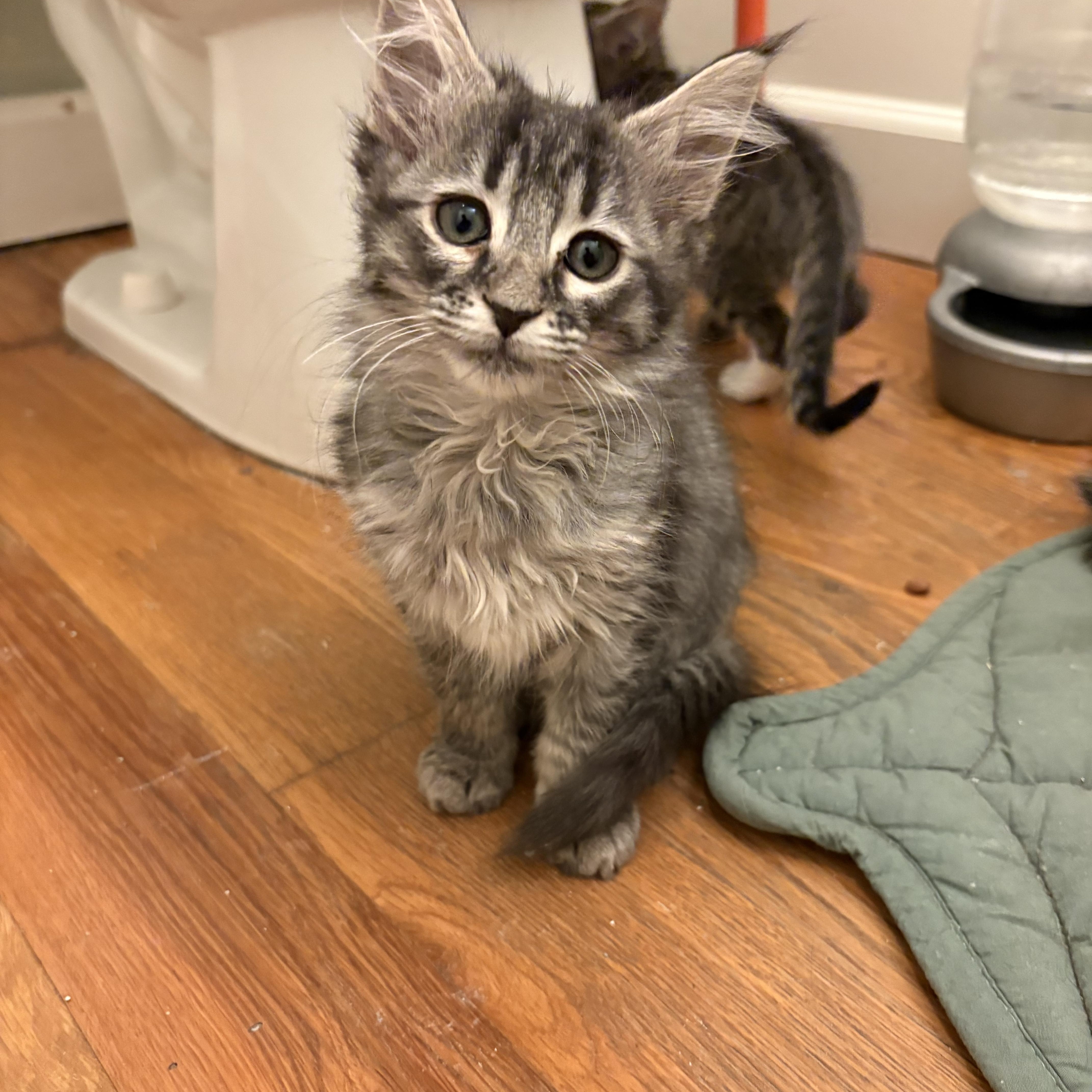 Enlarge Downy Mildew - Athens, GA, an adopted mixed breed in Athens, GA image 3/3