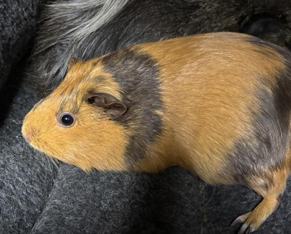 Enlarge Petri - Bonded W/ Opal, a Adoptable mixed breed in Silverdale, WA image 2/2