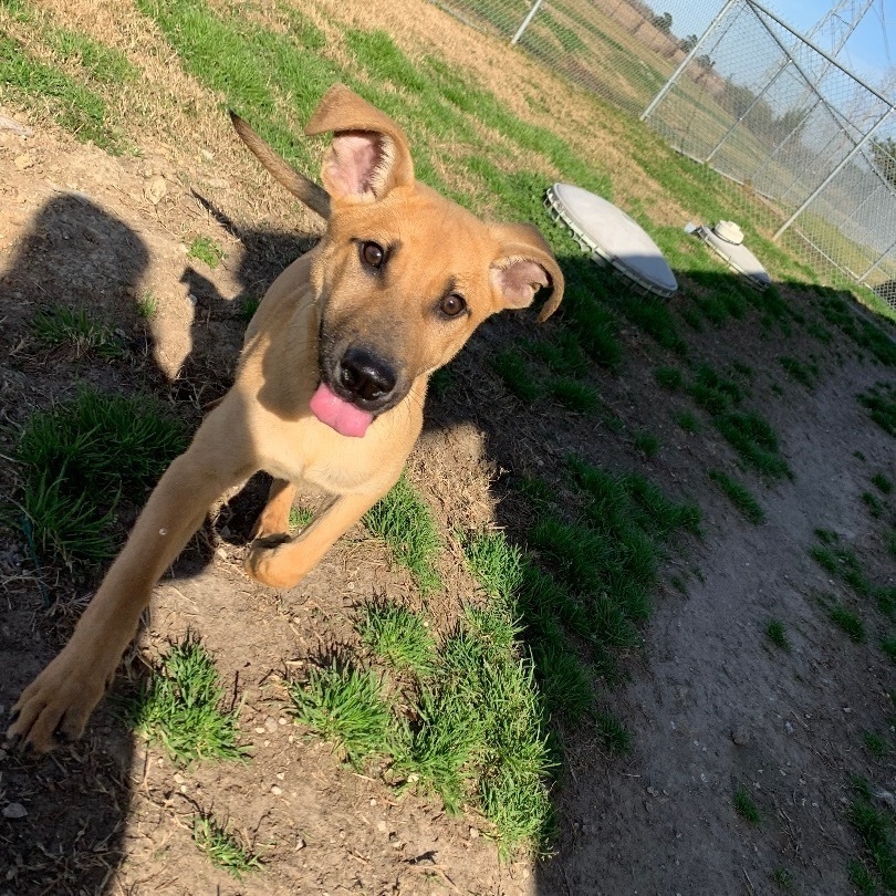 Enlarge Henry, a Adoptable mixed breed in Portland, OR image 1/6