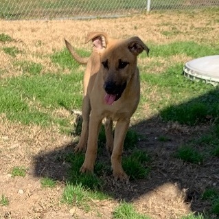 Enlarge Henry, a Adoptable mixed breed in Portland, OR image 2/6