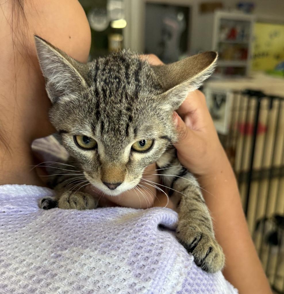 Taro, Adopted, Kitten Male Domestic Short Hair.