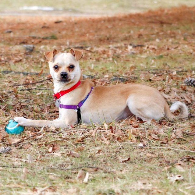 Enlarge Prince, an adopted mixed breed in Rensselaer, NY image 5/6