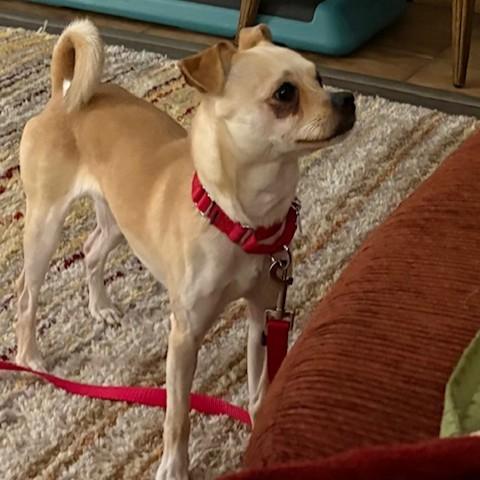 Enlarge Prince, a ADOPTABLE mixed breed in Rensselaer, NY image 3/6