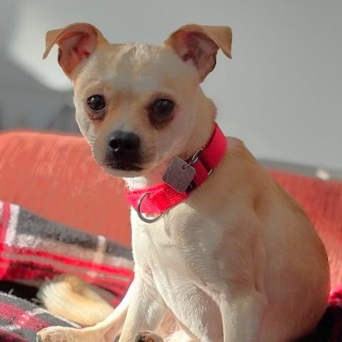 Enlarge Prince, a ADOPTABLE mixed breed in Rensselaer, NY image 2/6