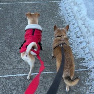 Enlarge Prince, a ADOPTABLE mixed breed in Rensselaer, NY image 6/6