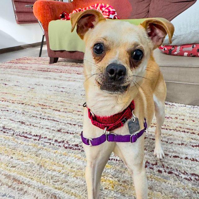 Enlarge Prince, an adopted mixed breed in Rensselaer, NY image 2/6