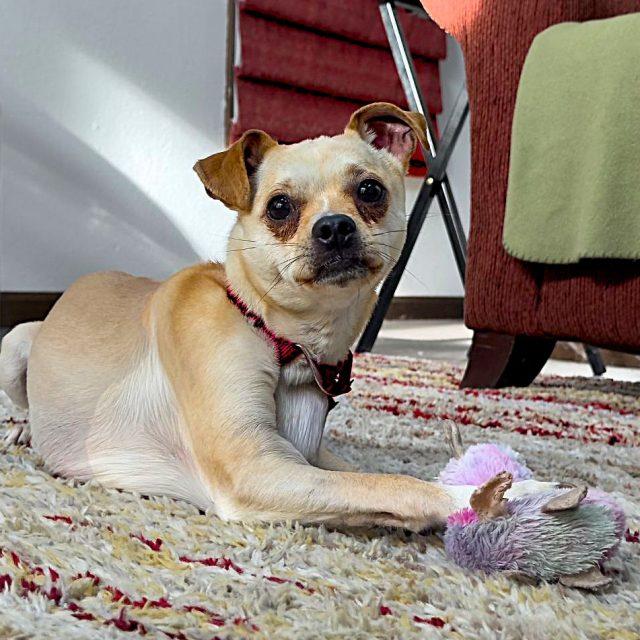 Enlarge Prince, an adopted mixed breed in Rensselaer, NY image 3/6