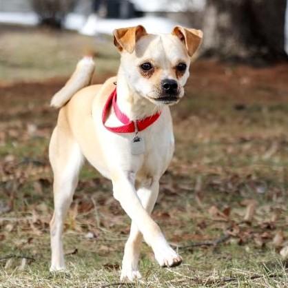 Enlarge Prince, an adopted mixed breed in Rensselaer, NY image 4/6