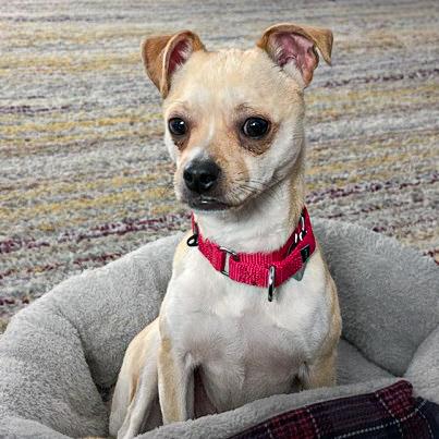 Enlarge Prince, a ADOPTABLE mixed breed in Rensselaer, NY image 1/6